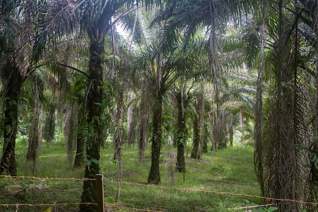 Palmboomplantage waar ooit regenwoud was. Kuching, Borneo in Maleisië.