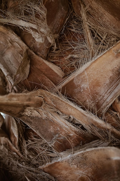 Palmboomschors textuur close-up houten achtergrond