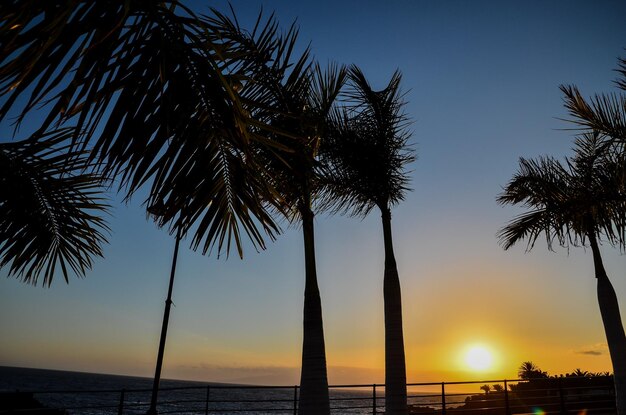 Palmboomsilhouet bij zonsondergang op de Canarische Eilanden