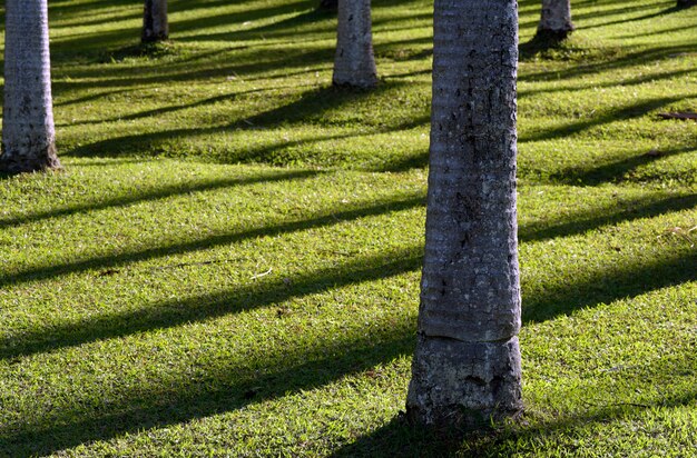 Palmboomstammen in tegenlicht, met schaduwen