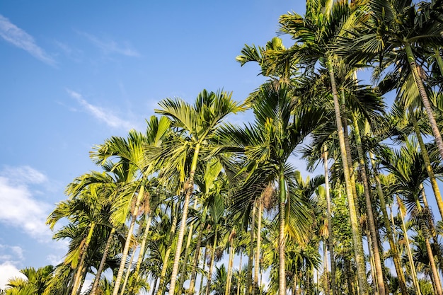 Palmbos natuurlijke achtergrond