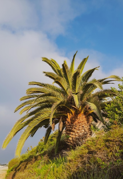 Palmen achtergrond palmbomen op blauwe lucht palm bij tropische kust kokospalm