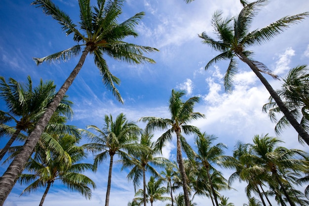 Palmen exotisch patroon palmbomen op blauwe lucht palm aan tropische kust kokospalm tropische achtergrond op zonlicht hemel