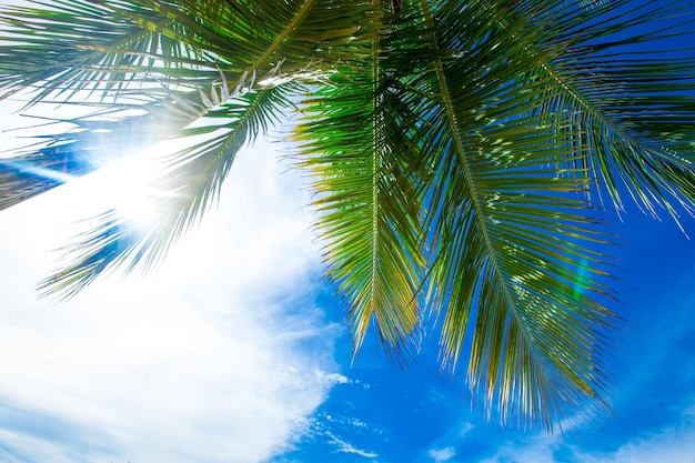 Palmen in de blauwe zonnige hemel