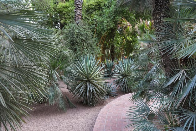 Palmen in de Majorelletuin in Marrakech, Marokko