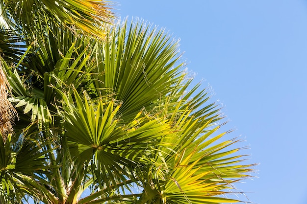 Palmen in de winter in Californië.