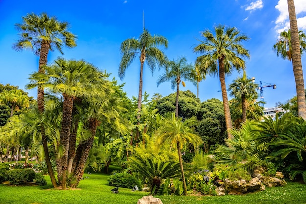 Palmen in het park van La Condamine MonteCarlo Monaco Cote d'Azur Franse Rivièra