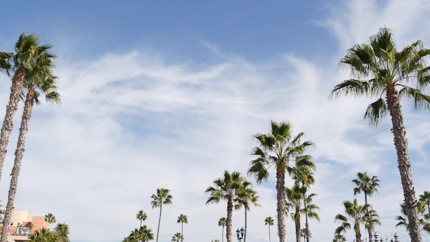 Palmen in Los Angeles, Californië, VS. Zomer Santa Monica en Venice Beach. lucht en palmbomen.
