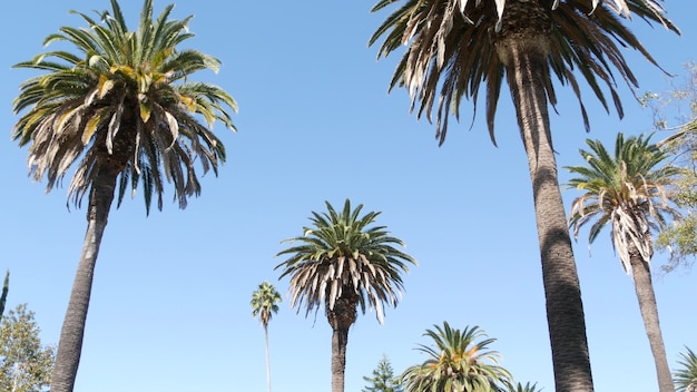 Palmen in Los Angeles, Californië, VS. Zomerse esthetiek van Santa Monica en Venice Beach aan de Stille Oceaan. Heldere blauwe lucht en iconische palmbomen. Sfeer van Beverly Hills in Hollywood. LA-vibes.