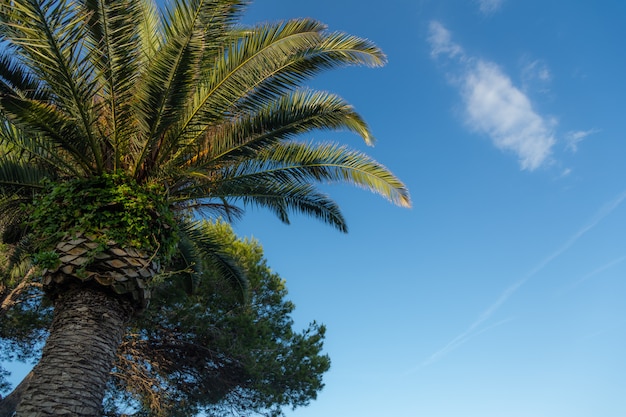 Palmen op blauwe hemel en witte wolken. Ruimte kopiëren