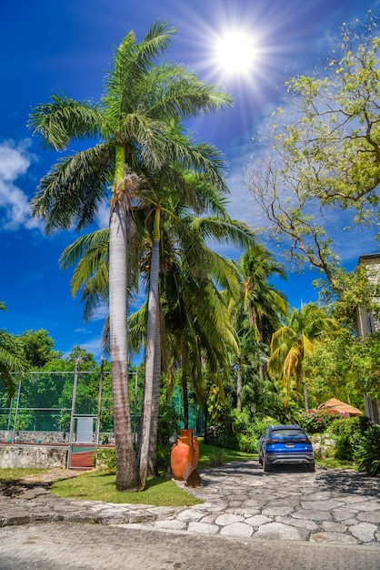 Palmen op een zonnige dag in Playa del Carmen Yukatan Mexico