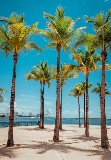 palmen strand tropische plaats vakantie miami