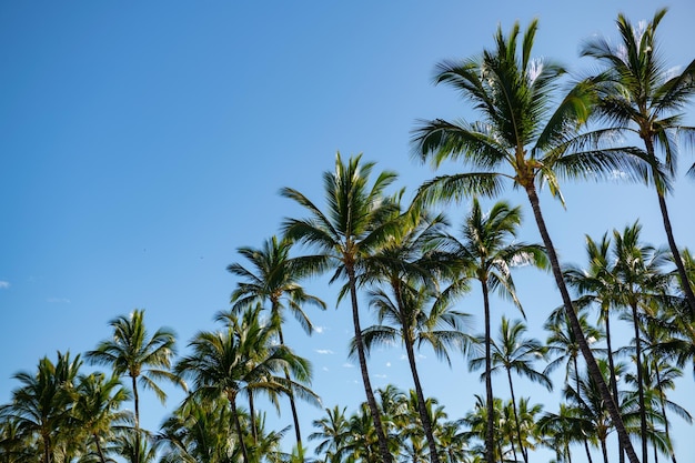 Palmenlandschap met zonnige tropische paradijspalmen op blauwe luchtpalm aan de tropische kustkokospalm