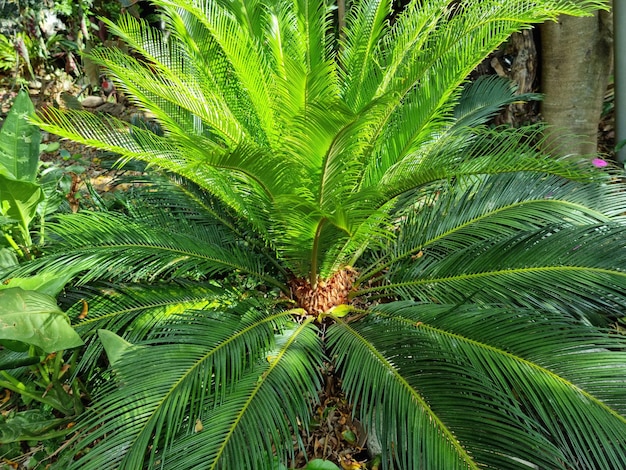 Photo palmera cica ornamental