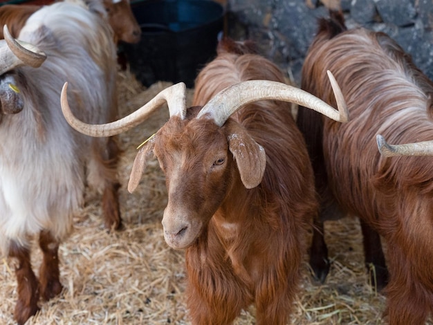 Palmera goat Spanish autochthonous breed from Canary Island