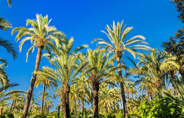 The Palmeral of Elche in Spain