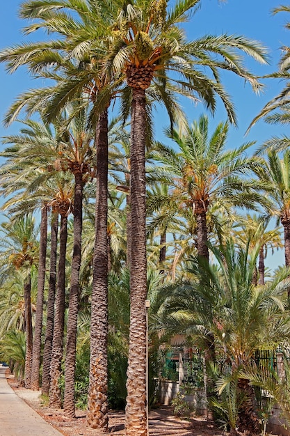 Palmeral of Elche, Valencian Community in Spain.