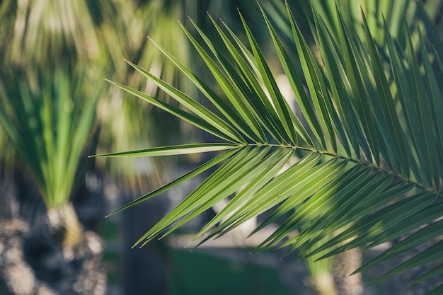 Palmfのクローズアップ、植物相の自然の壁紙