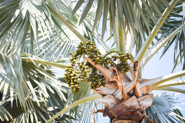 Palmfruit op tropische de tuinzomer van de aanplantingspalm met groen blad