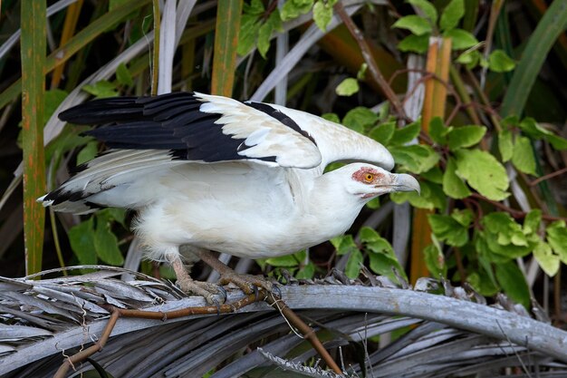 Palmnut vulture Gypohierax angolensis