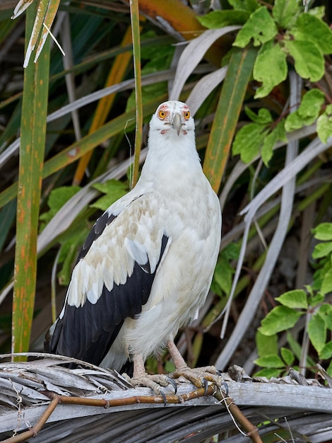 Palmnut vulture Gypohierax angolensis