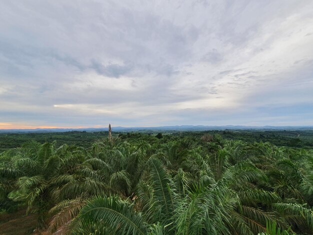 Palmolieplantage boerderij tuin in Azië Indonesië