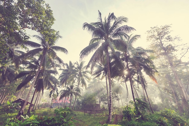 Palmplantage op tropisch eiland