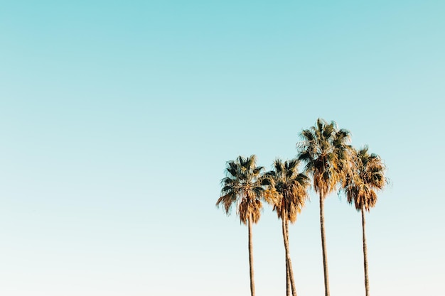 Photo palms and blue sky