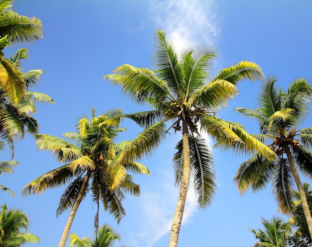 Palms under blue sky