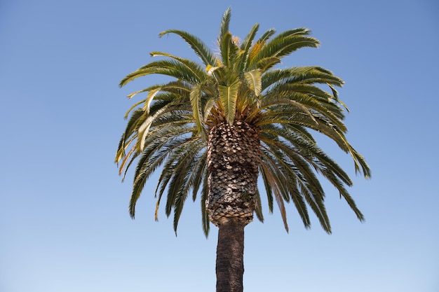 Palme esotiche palme da cocco tropicali sul fondo della natura del cielo