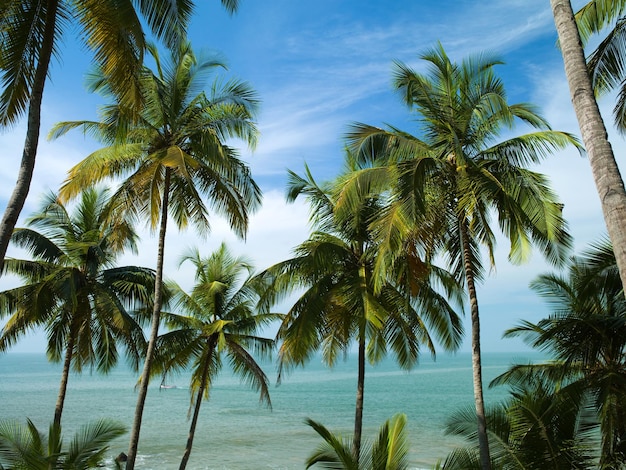 Palms on Goa