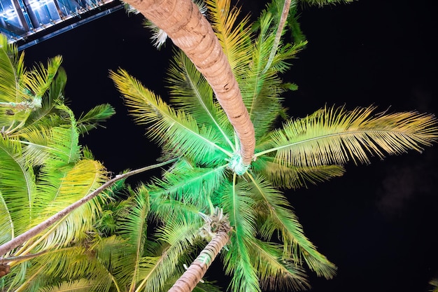 Palms illuminated at night sky in Miami, USA.