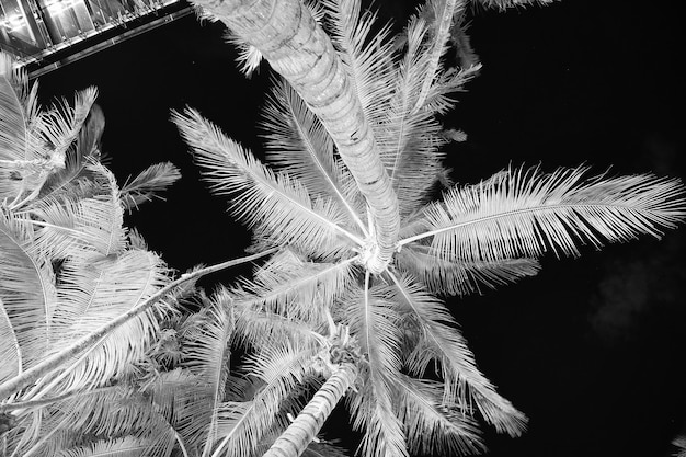 Palme illuminate al cielo notturno a miami usa