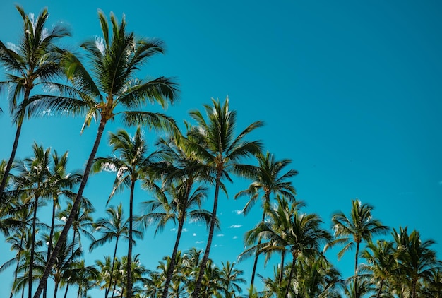 Palms landscape with sunny tropic paradise palm trees on blue sky palm at tropical coast coconut tre