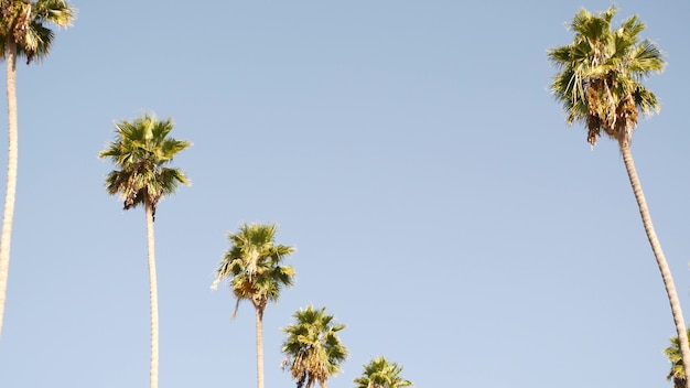 Пальмы в Лос-Анджелесе, Калифорния, США. Летняя эстетика Санта-Моники и Венис-Бич на Тихом океане. Чистое голубое небо и знаменитые пальмы. Атмосфера Беверли-Хиллз в Голливуде. Лос-Анджелесские флюиды.