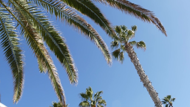 米国カリフォルニア州ロサンゼルスのヤシの木。夏のサンタモニカとベニスビーチ。青い空のヤシの木