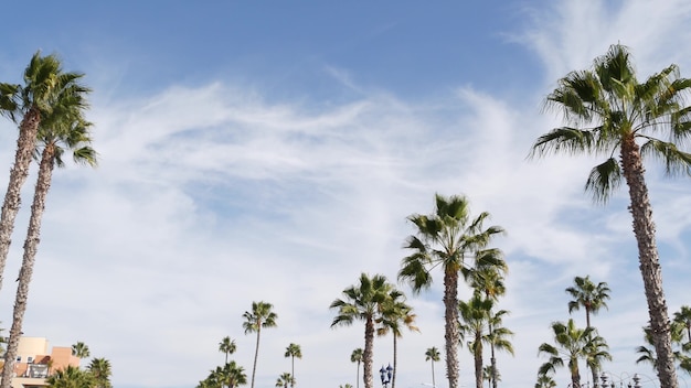 Palms in Los Angeles, California, USA. Summertime Santa Monica and Venice Beach. sky and palm trees.