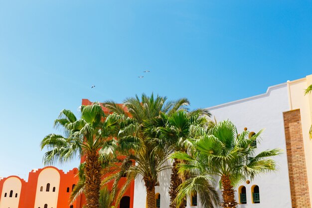 The palms near by hotel buildings