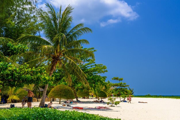 Palms and sand on Malibu Beach Koh Phangan island Suratthani