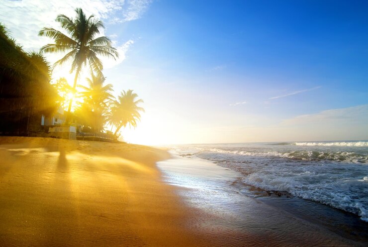 Photo palms on the sandy beach near ocean at sunrise