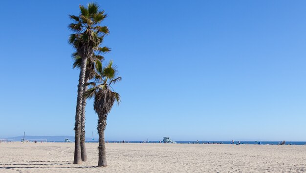 Palme sulla spiaggia di santa monica - los angeles - durante una giornata di sole con un cielo azzurro perfetto