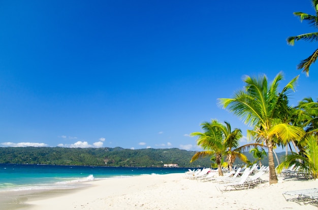 Palms and sea beach