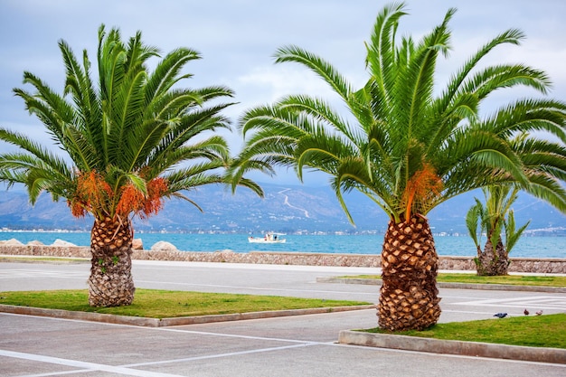 Palms on the seafront in nafplio. nafplio is a seaport town in the peloponnese peninsula, greece