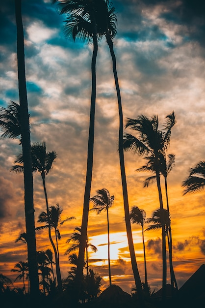 Palms sunset