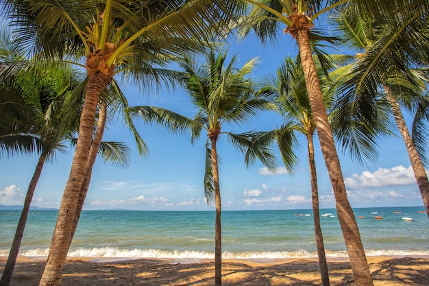 Palms tree or coconut tree on beautiful beach and blue sky