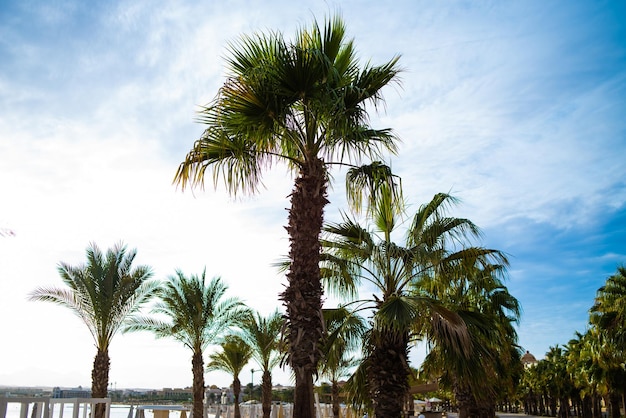 Palms trees in egypt