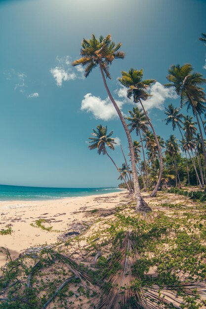 palms trees