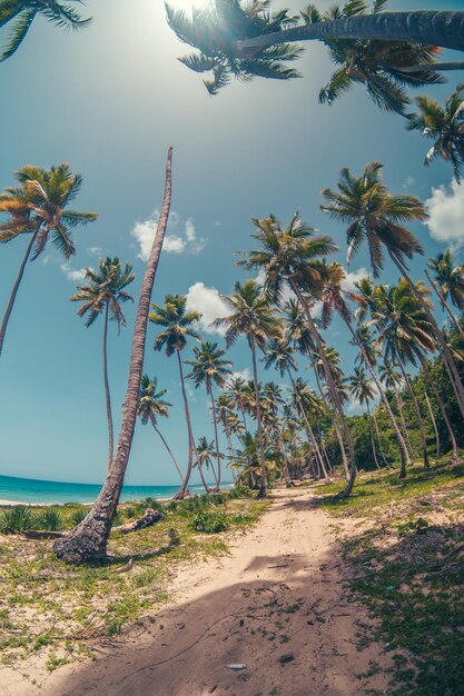 Foto alberi di palma