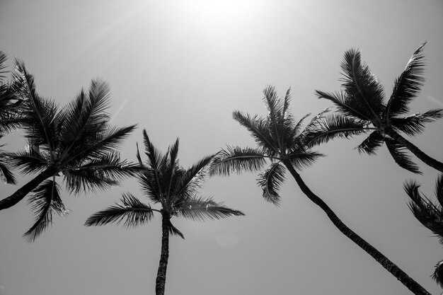 Palms wallpaper Tropical palm tree with sun light on sky abstract background Summer vacation and nature travel adventure concept