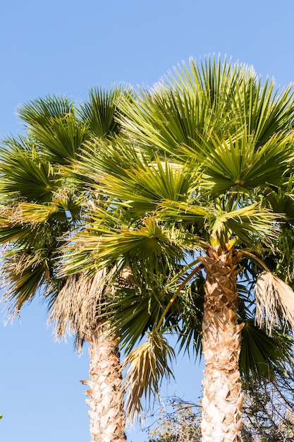 Palms in the winter in California.